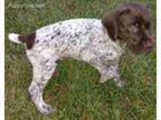 German Shorthaired Pointer Puppy for sale in Kingston, WI, USA