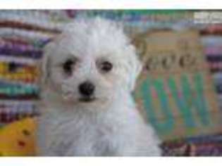 Bichon Frise Puppy for sale in Bowling Green, KY, USA
