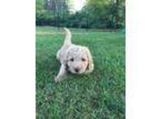 Goldendoodle Puppy for sale in Mosinee, WI, USA