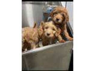 Goldendoodle Puppy for sale in Honoraville, AL, USA