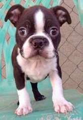 Boston Terrier Puppy for sale in Longmont, CO, USA