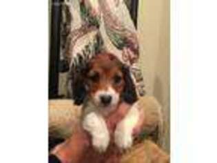 Dachshund Puppy for sale in Morgantown, KY, USA