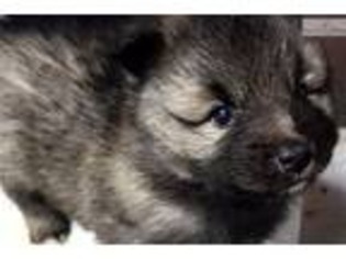 Keeshond Puppy for sale in Dayton, OH, USA