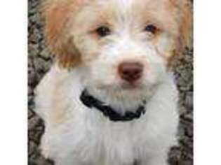 Brittany Puppy for sale in Eugene, OR, USA