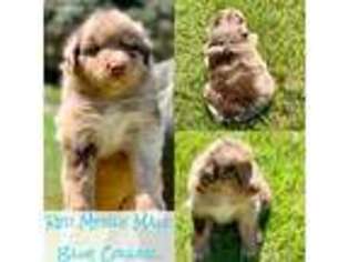 Australian Shepherd Puppy for sale in Riceville, TN, USA