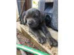 Cane Corso Puppy for sale in Spicewood, TX, USA