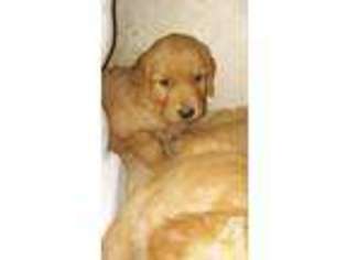 Golden Retriever Puppy for sale in MONTEREY PARK, CA, USA