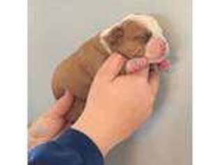 Olde English Bulldogge Puppy for sale in Belle Plaine, MN, USA
