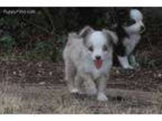 Miniature Australian Shepherd Puppy for sale in Throckmorton, TX, USA