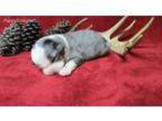 Australian Shepherd Puppy for sale in Jefferson, SC, USA