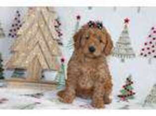 Goldendoodle Puppy for sale in Etna Green, IN, USA