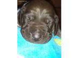 German Shorthaired Pointer Puppy for sale in Wilmington, NC, USA