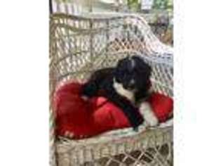 Mutt Puppy for sale in Wood Lake, MN, USA