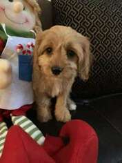 Cavapoo Puppy for sale in Spring Grove, IL, USA