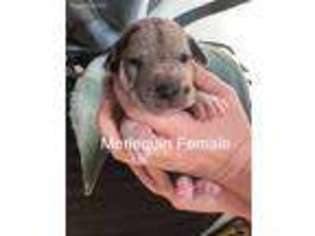 Great Dane Puppy for sale in Prescott, KS, USA