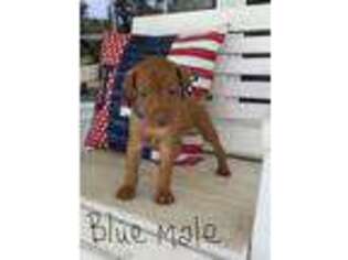 Vizsla Puppy for sale in Bolivar, MO, USA