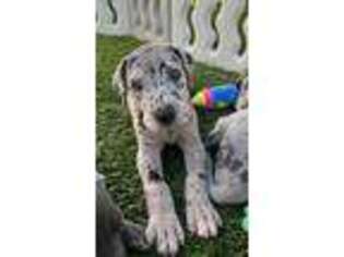 Great Dane Puppy for sale in Torrance, CA, USA