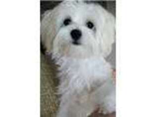 Maltese Puppy for sale in Federal Way, WA, USA