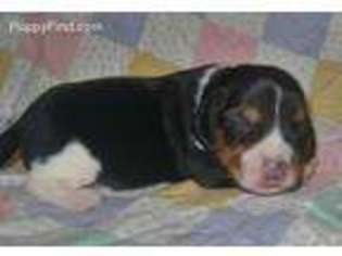 Beagle Puppy for sale in Orange, MA, USA