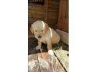 Golden Retriever Puppy for sale in Christoval, TX, USA