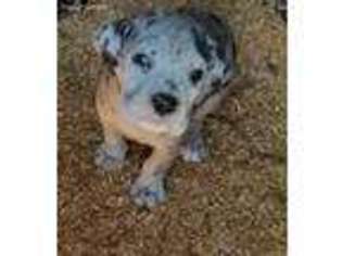 Great Dane Puppy for sale in Bossier City, LA, USA