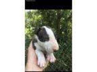 Bull Terrier Puppy for sale in Chatom, AL, USA