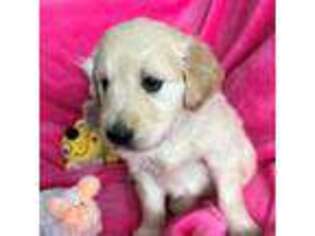 Golden Retriever Puppy for sale in Canon City, CO, USA