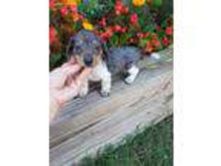 Dachshund Puppy for sale in Monroe, NC, USA