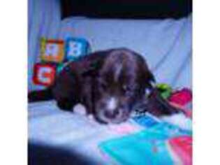 Siberian Husky Puppy for sale in Anderson, SC, USA
