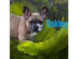 French Bulldog Puppy for sale in Deatsville, AL, USA