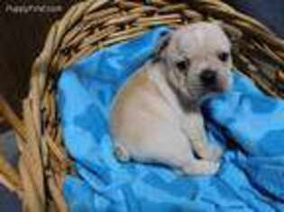 French Bulldog Puppy for sale in La Jara, CO, USA
