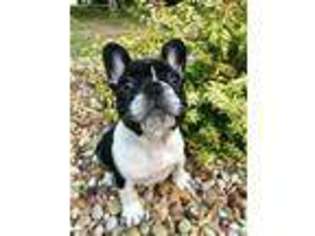 French Bulldog Puppy for sale in Hendersonville, TN, USA