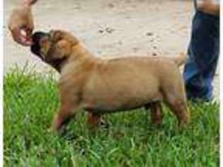 Boerboel Puppy for sale in Nacogdoches, TX, USA