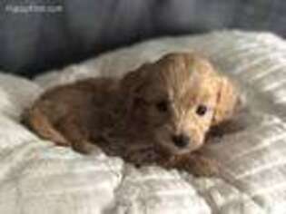 Goldendoodle Puppy for sale in River Falls, WI, USA