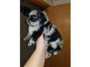 Pomeranian Puppy for sale in Meherrin, VA, USA