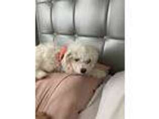 Bichon Frise Puppy for sale in Hillsboro, OR, USA