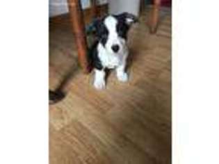 Cardigan Welsh Corgi Puppy for sale in Mount Pleasant Mills, PA, USA