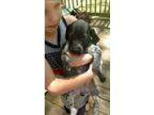 German Shorthaired Pointer Puppy for sale in Crane, MO, USA