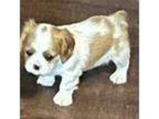 Cavalier King Charles Spaniel Puppy for sale in Clintonville, WI, USA
