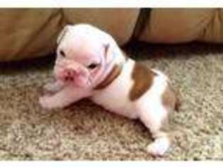 Bulldog Puppy for sale in NORTH LIBERTY, IN, USA