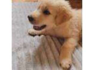 Golden Retriever Puppy for sale in Ewa Beach, HI, USA