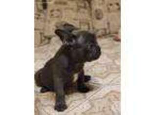 French Bulldog Puppy for sale in Rockville, MD, USA