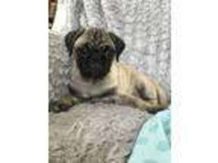 Pug Puppy for sale in Arbela, MO, USA