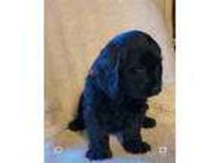 Labradoodle Puppy for sale in Killbuck, OH, USA