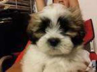 Lhasa Apso Puppy for sale in WAIANAE, HI, USA
