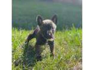 Belgian Malinois Puppy for sale in Macomb, IL, USA