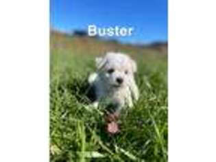 Bichon Frise Puppy for sale in Rocky Mount, NC, USA