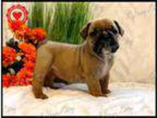 Bulldog Puppy for sale in Williamsburg, KY, USA