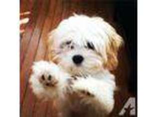 Cavachon Puppy for sale in FREDERICK, MD, USA