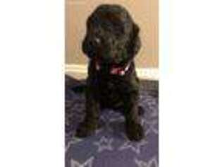 Labradoodle Puppy for sale in Waddy, KY, USA